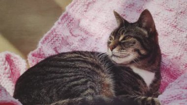 Evde pembe örülü battaniyeye uzanmış güzel bir kadın tekir kedi, sevimli bir hayvan portresi, evcil hayvanlar ve ev hayatı konsepti için örgü örüyor.