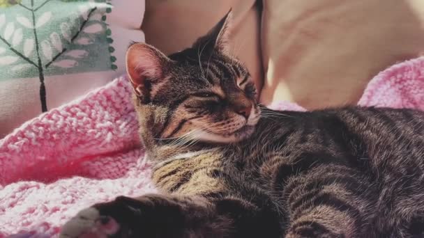Linda Fêmea Adulto Tabby Gato Que Coloca Cobertor Malha Rosa — Vídeo de Stock