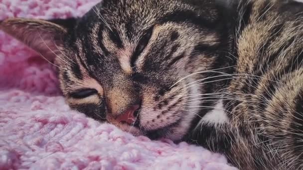 Beautiful Female Adult Tabby Cat Sleeping Pink Knitted Blanket Home — Stockvideo