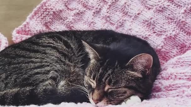 Schöne Erwachsene Katze Schläft Auf Rosa Strickdecke Hause Entzückendes Haustier — Stockvideo