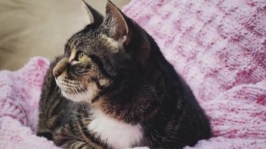 Evde pembe örülü battaniyeye uzanmış güzel bir kadın tekir kedi, sevimli bir hayvan portresi, evcil hayvanlar ve ev hayatı konsepti için örgü örüyor.