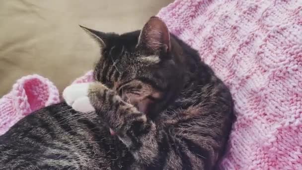 Vacker Kvinnlig Vuxen Tabby Katt Tvätta Sig Härlig Bedårande Husdjur — Stockvideo