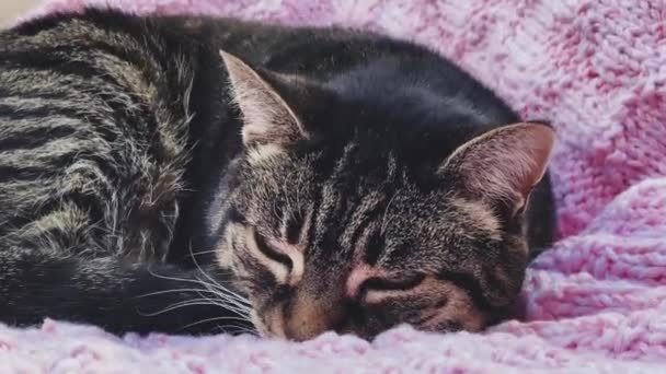 Mooie Vrouwelijke Volwassen Tabby Kat Slapen Roze Gebreide Deken Thuis — Stockvideo