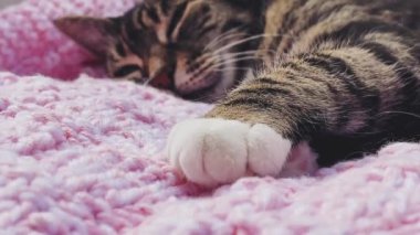 Evde pembe örgü örülü battaniyenin üzerinde uyuyan güzel yetişkin kadın tekir kedi, sevimli bir hayvan portresi, evcil hayvanlar için örgü örme ve ev hayatı konsepti.