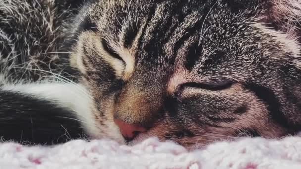 Schöne Erwachsene Katze Die Hause Auf Einer Rosa Strickdecke Liegt — Stockvideo