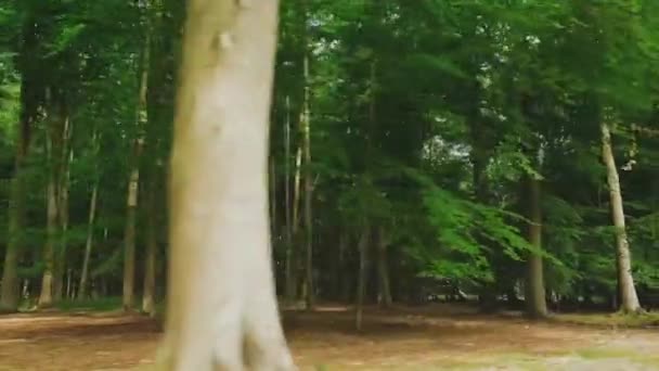 Vezetés Vidéki Úton Gyönyörű Nyári Erdőben Hertfordshire Anglia Természet Környezet — Stock videók