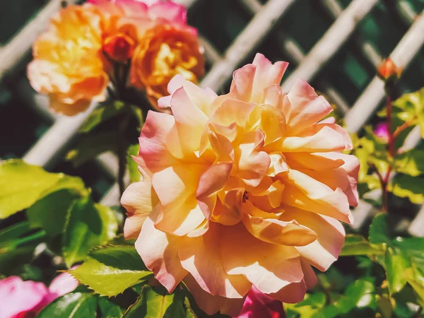 Beautiful Shrub Roses Summer Garden Blooming Flowers Hertfordshire England Summer — Stock Photo, Image