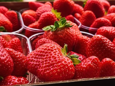 Strawberries packaged in box, sweet ripe perfect strawberry harvest, organic garden and agriculture concept