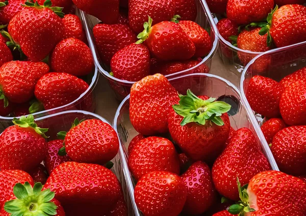 Strawberries packaged in box, sweet ripe perfect strawberry harvest, organic garden and agriculture concept