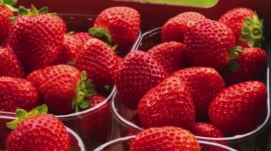 Strawberries packaged in box, sweet ripe perfect strawberry harvest, organic garden and agriculture concept