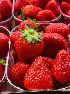 Strawberries packaged in box, sweet ripe perfect strawberry harvest, organic garden and agriculture concept