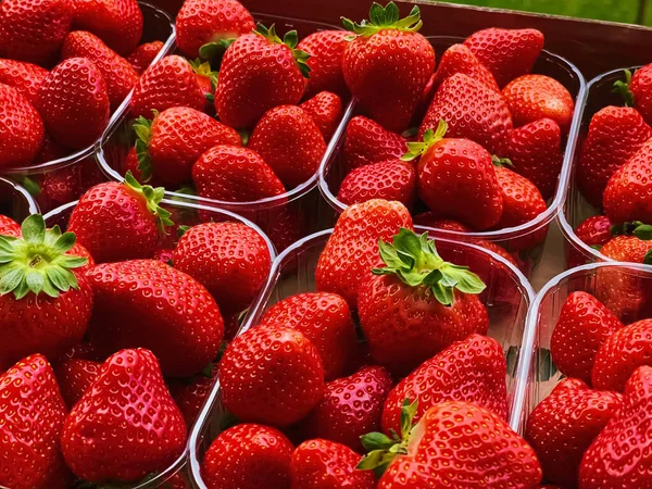 Strawberries packaged in box, sweet ripe perfect strawberry harvest, organic garden and agriculture concept