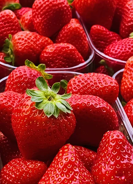 Strawberries packaged in box, sweet ripe perfect strawberry harvest, organic garden and agriculture concept