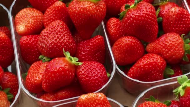 Strawberries Packaged Box Sweet Ripe Perfect Strawberry Harvest Organic Garden — Vídeo de Stock