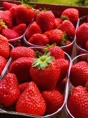 Strawberries packaged in box, sweet ripe perfect strawberry harvest, organic garden and agriculture concept