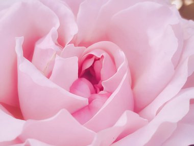 Beautiful shrub rose in summer garden, blooming flowers in Hertfordshire, England in summer, planting and gardening concept