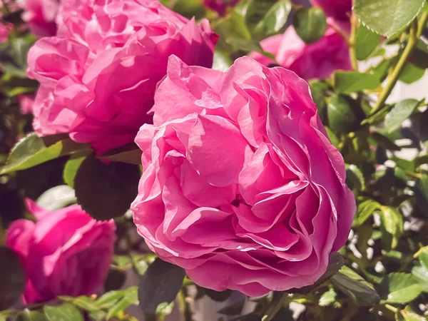 Beautiful Shrub Roses Summer Garden Blooming Flowers Hertfordshire England Summer — Stockfoto