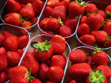 Strawberries packaged in box, sweet ripe perfect strawberry harvest, organic garden and agriculture concept