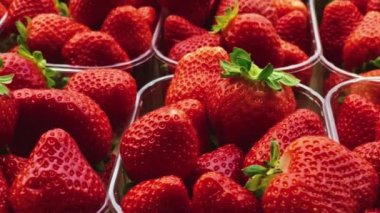 Strawberries packaged in box, sweet ripe perfect strawberry harvest, organic garden and agriculture concept