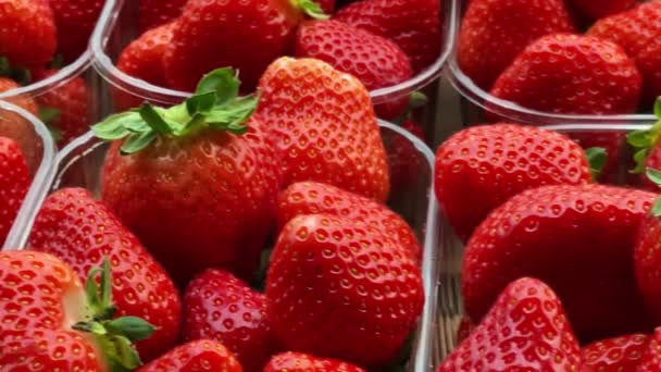 Strawberries Packaged Box Sweet Ripe Perfect Strawberry Harvest Organic Garden — Stockvideo