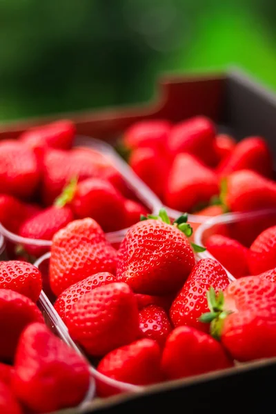 Strawberries packaged in box, sweet ripe perfect strawberry harvest, organic garden and agriculture concept