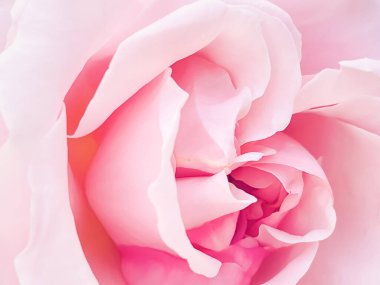 Yaz bahçesinde güzel bir çalı gülü, Hertfordshire 'da çiçek açan çiçekler, yazın İngiltere, ekme ve bahçe konsepti