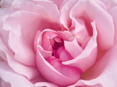 Yaz bahçesinde güzel bir çalı gülü, Hertfordshire 'da çiçek açan çiçekler, yazın İngiltere, ekme ve bahçe konsepti