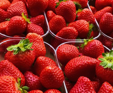 Strawberries packaged in box, sweet ripe perfect strawberry harvest, organic garden and agriculture concept