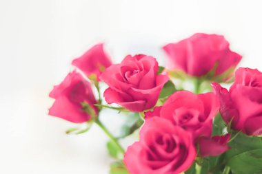 Tender bouquet of pink roses, floral gift and beautiful flowers closeup