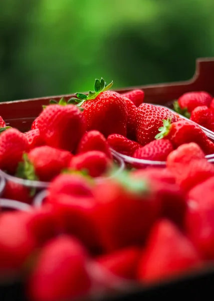 Strawberries packaged in box, sweet ripe perfect strawberry harvest, organic garden and agriculture concept