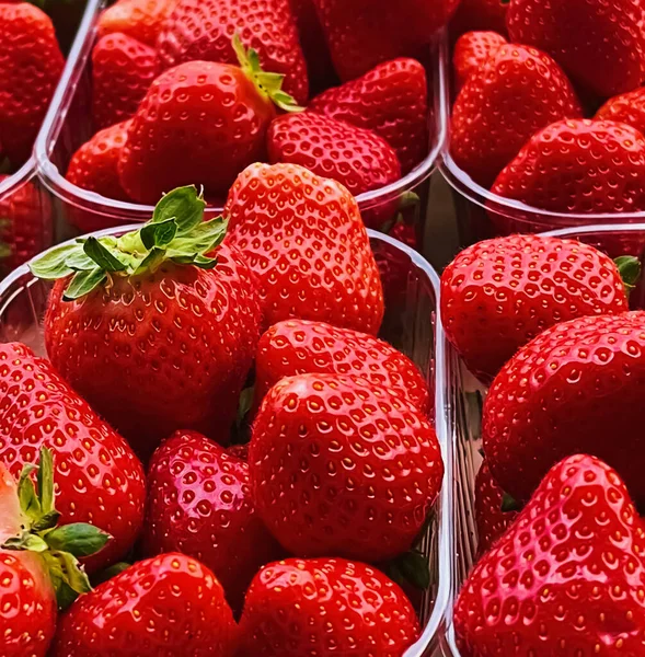 Strawberries Packaged Box Sweet Ripe Perfect Strawberry Harvest Organic Garden — Stockfoto