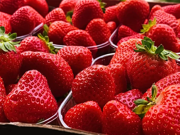 Strawberries packaged in box, sweet ripe perfect strawberry harvest, organic garden and agriculture concept