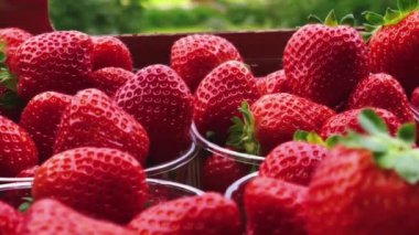 Strawberries packaged in box, sweet ripe perfect strawberry harvest, organic garden and agriculture concept