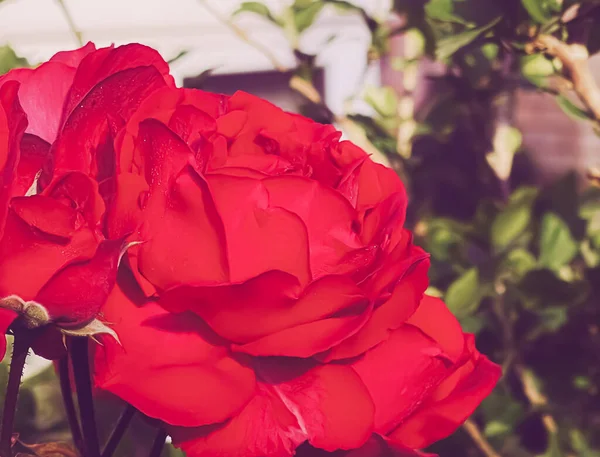 Beautiful Shrub Roses Summer Garden Blooming Flowers Hertfordshire England Summer — Stock Photo, Image