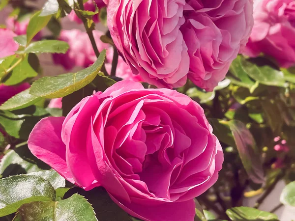 Beautiful shrub roses in summer garden, blooming flowers in Hertfordshire, England in summer, planting and gardening concept
