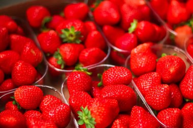 Strawberries packaged in box, sweet ripe perfect strawberry harvest, organic garden and agriculture concept