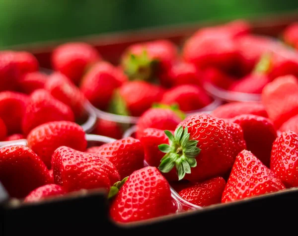 Strawberries packaged in box, sweet ripe perfect strawberry harvest, organic garden and agriculture concept