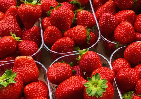 Strawberries packaged in box, sweet ripe perfect strawberry harvest, organic garden and agriculture concept
