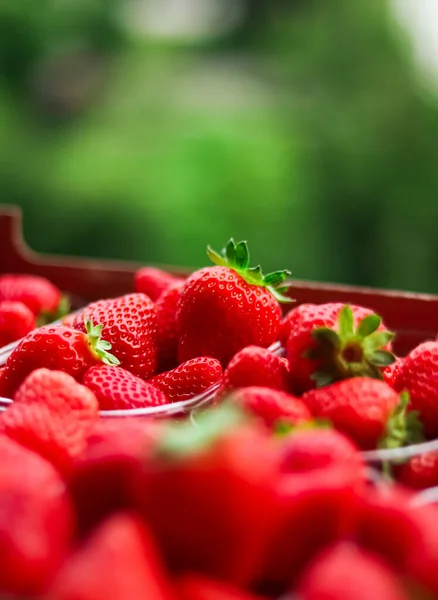 Strawberries packaged in box, sweet ripe perfect strawberry harvest, organic garden and agriculture concept