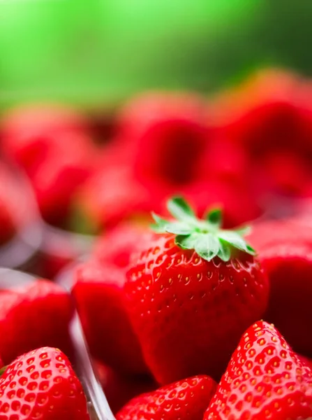 Strawberries packaged in box, sweet ripe perfect strawberry harvest, organic garden and agriculture concept