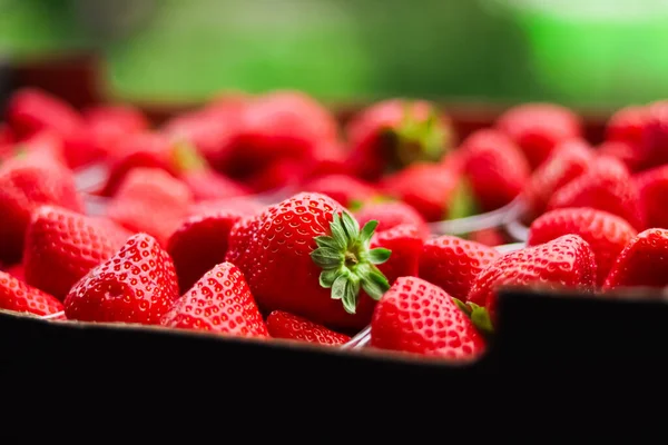 Strawberries packaged in box, sweet ripe perfect strawberry harvest, organic garden and agriculture concept