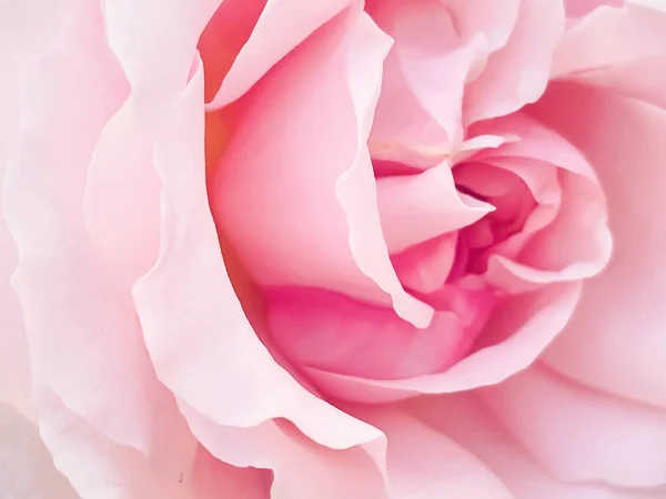 Beautiful Shrub Rose Summer Garden Blooming Flowers Hertfordshire England Summer — Photo