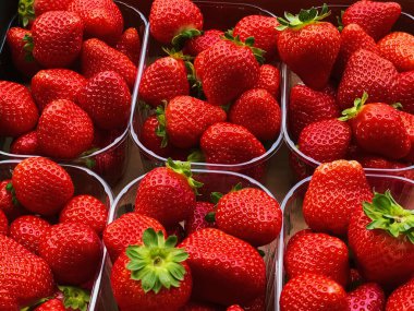 Strawberries packaged in box, sweet ripe perfect strawberry harvest, organic garden and agriculture concept
