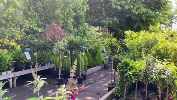 Hertfordshire Αγγλία Τον Ιούνιο Του 2022 Όμορφο Κέντρο Κήπου Υπαίθρια — Αρχείο Βίντεο