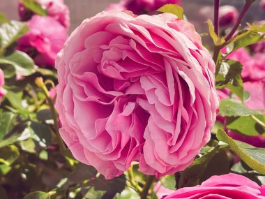 Yaz bahçesinde güzel çalı gülleri, Hertfordshire 'da çiçek açan çiçekler, yazın İngiltere, ekme ve bahçe konsepti