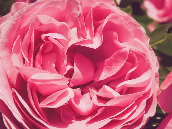 Beautiful Shrub Rose Summer Garden Blooming Flowers Hertfordshire England Summer — Stockfoto