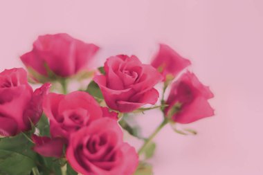 Tender bouquet of pink roses, floral gift and beautiful flowers closeup