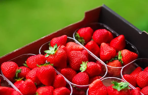 Strawberries packaged in box, sweet ripe perfect strawberry harvest, organic garden and agriculture concept