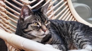 Beautiful female tabby cat resting at home, lovely cute adorable pet. High quality 4k footage