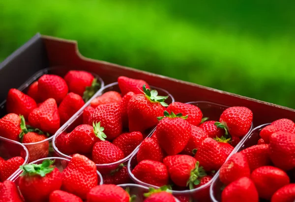 Strawberries packaged in box, sweet ripe perfect strawberry harvest, organic garden and agriculture concept